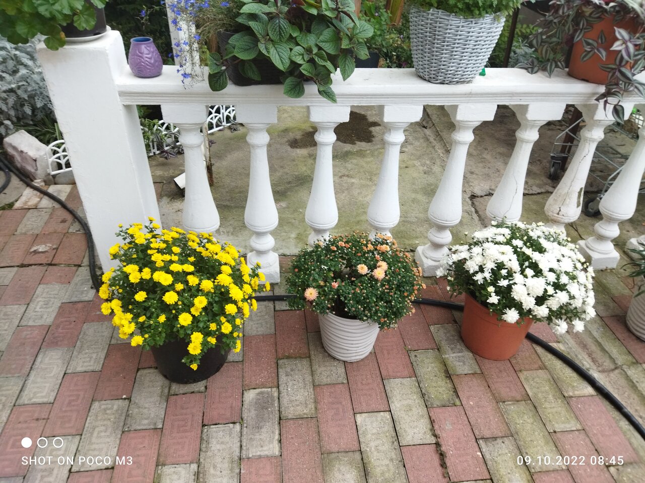 Гостиница Тропики Адлер-18