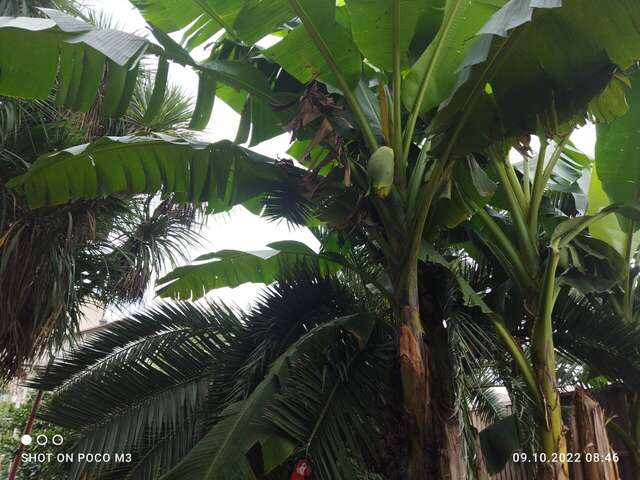 Гостиница Тропики Адлер-33